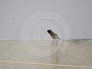 Red-vented Bulbul