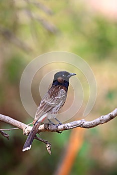 Red vented bulbul