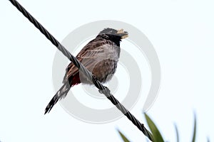 Red vented bulbul