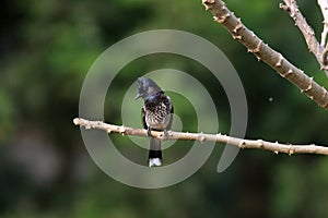 Red vented bulbul