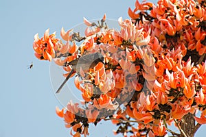 Red-vented Bulbul