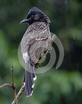 Red-vented bulbul