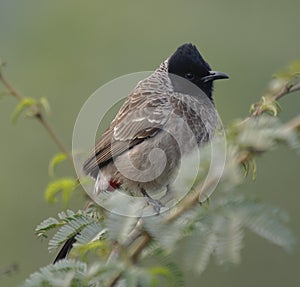 Red-vented Bulbul