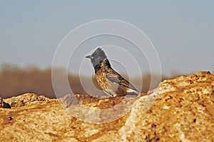 Red-vented Bulbul