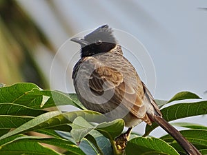 Red-vented bulbul.