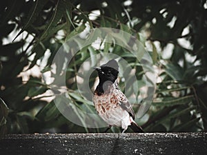 Red vented bulbul