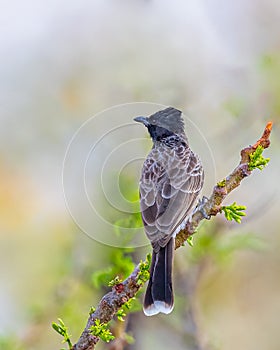 A Red Vented Bulbul