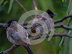 Red Vented Bulbul in Asia during Monsoon on Trees