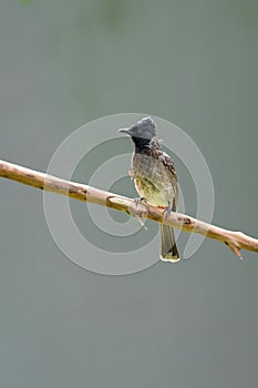 Red-vented bulbul bird perch on a stick