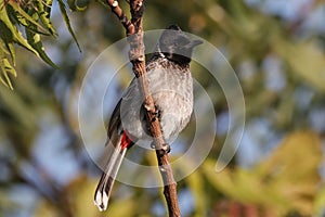 Red-vented bulbul bird perched on a tree branch