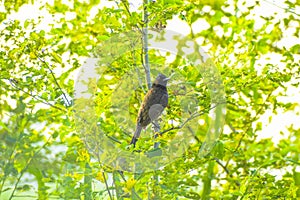 Red vented bulbul bird photo from india