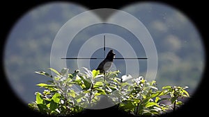 Red-vented bulbul bird pycnonotus cafer seen through binoculars. Bird watching at wildlife safari