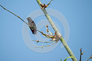 Red-vented bulbul bird Pycnonotus cafer sitting on a branch of bamboo