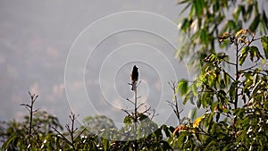 Red-vented Bulbul Bird Pycnonotus cafer Sitting on Tree Branch