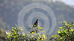 Red-vented Bulbul Bird Pycnonotus cafer Sitting on Tree Branch