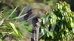 Red-vented Bulbul Bird Pycnonotus cafer Sitting on Tree Branch