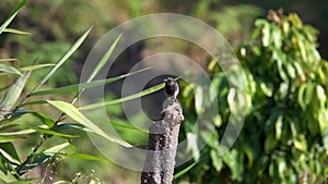 Red-vented Bulbul Bird Pycnonotus cafer Sitting on Tree Branch