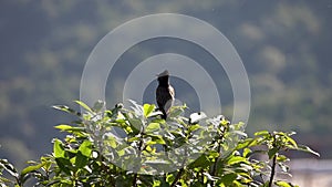 Red-vented Bulbul Bird Pycnonotus cafer Sitting on Tree Branch