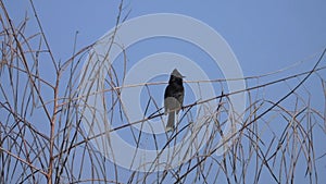 Red-vented Bulbul Bird Pycnonotus cafer Sitting on Tree Branch