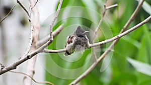 A Red-vented Bulbul bird (Pycnonotus Cafer) sitting on the tree branch and relaxing