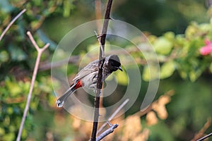 A red-vented bulbul on a branch