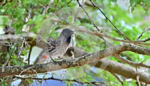 The red-vented bulbul on the branch of tree.