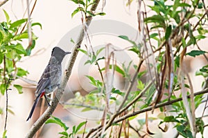 Red vented Bulbul climbing up a twig