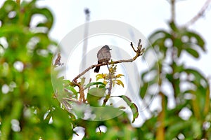 A red-vented bulbul, an exotically bird, is sitting on a twig