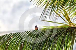 A red-vented bulbul, an exotically bird, is sitting on a twig