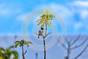A red-vented bulbul, an exotically bird, is sitting on a twig