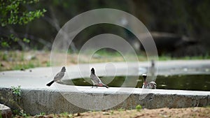 Red vented bulbul flock of birds near waterhole at forest of central india - Pycnonotus cafer