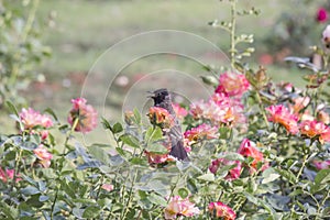 Red Vented Bulbul in a garden sitting on a flower