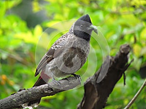 Red vented Bulbul hunting and eating insect