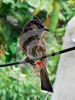 Red-vented Bulbul, Indian birds, bird images, red bird, beautiful bird