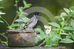 Red-vented bulbul in Mynneriya national park,Sri Lanka photo