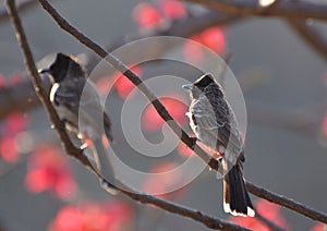 Red vented bulbul pair in Bhopal, India