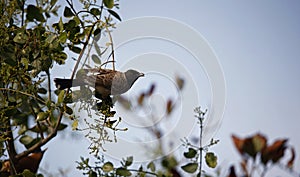 Red vented bulbul perched in a tree in the forest