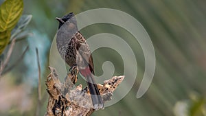 A red vented bulbul perched on a tree top