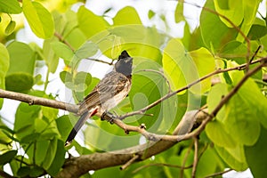 Red vented bulbul perching on a tree with bright green leaves