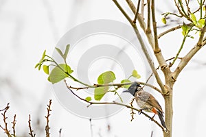 Red-vented Bulbul perching on a twig with leaves