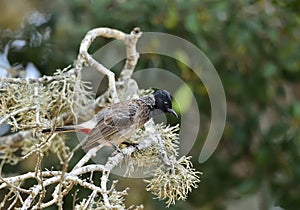 The red-vented bulbul Pycnonotus cafer