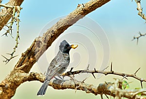 The red-vented bulbul Pycnonotus cafer