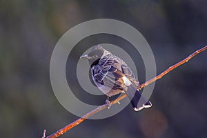 Red-vented Bulbul, Pycnonotus cafer