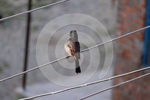 Red vented bulbul Pycnonotus cafer