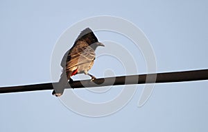 The red-vented bulbul Pycnonotus cafer
