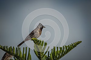 The red-vented bulbul Pycnonotus cafer