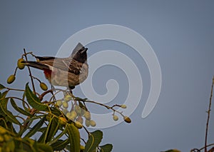 The red-vented bulbul Pycnonotus cafer