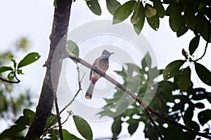 Red-vented Bulbul (Pycnonotus cafer