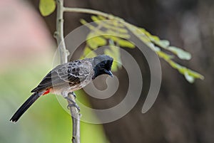 Red-vented Bulbul - Pycnonotus cafer