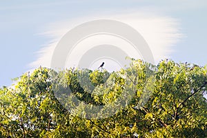 Red-vented Bulbul Pycnonotus cafer